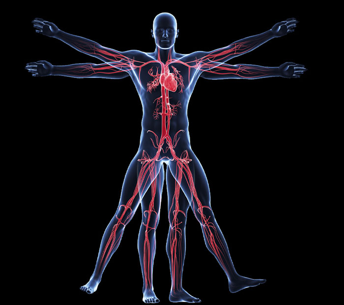 Introduction to the Basics of Anatomy and Physiology - eLearning